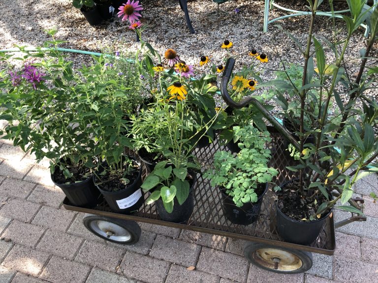 Butterfly Gardens to Visit North Texas Butterfly Gardens