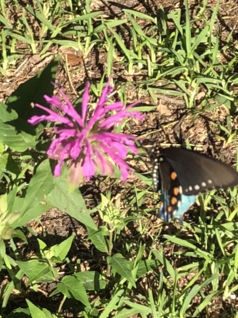 butterfly garden in north texas backyard