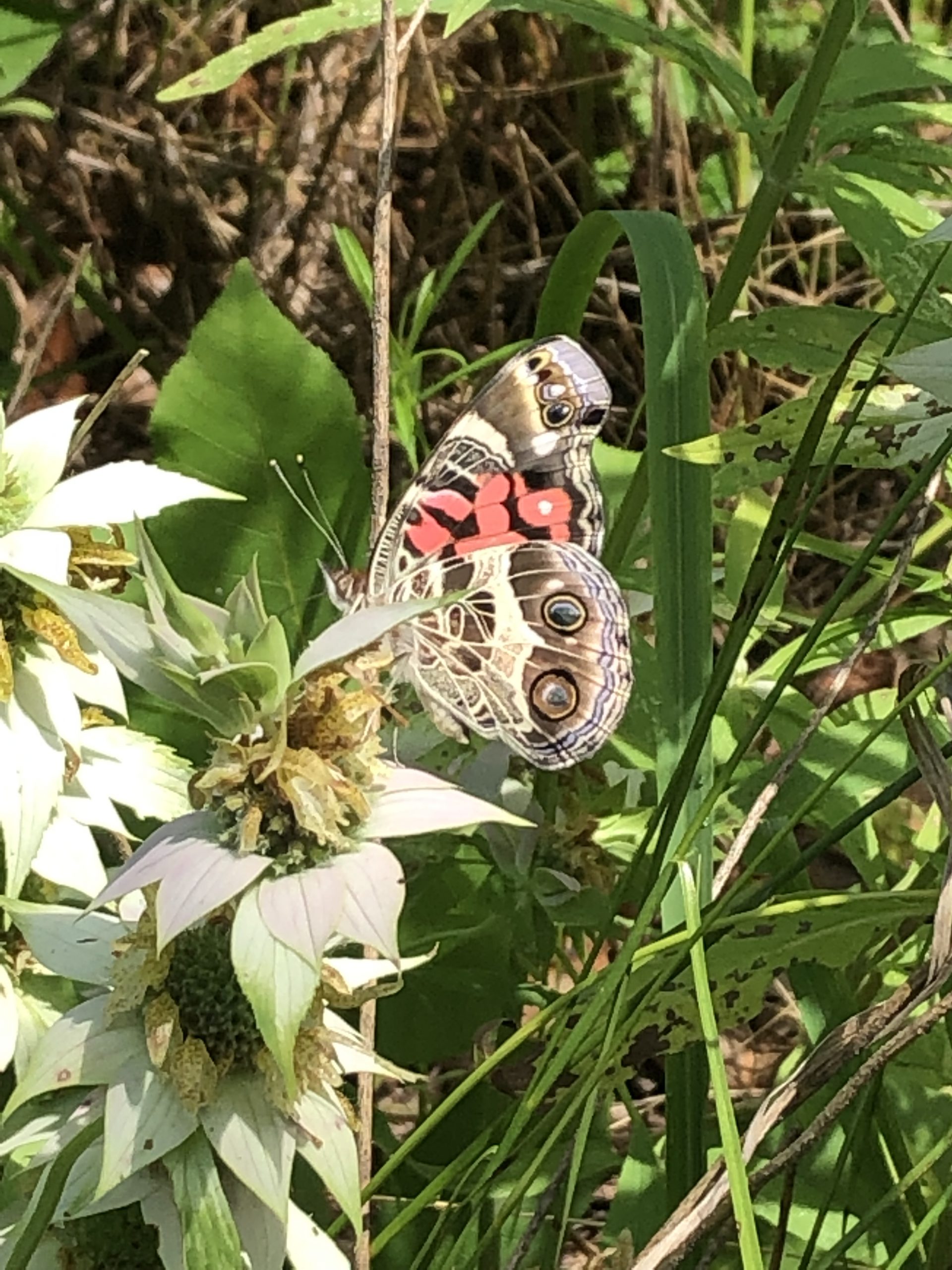 butterfly in natural butterfly garden