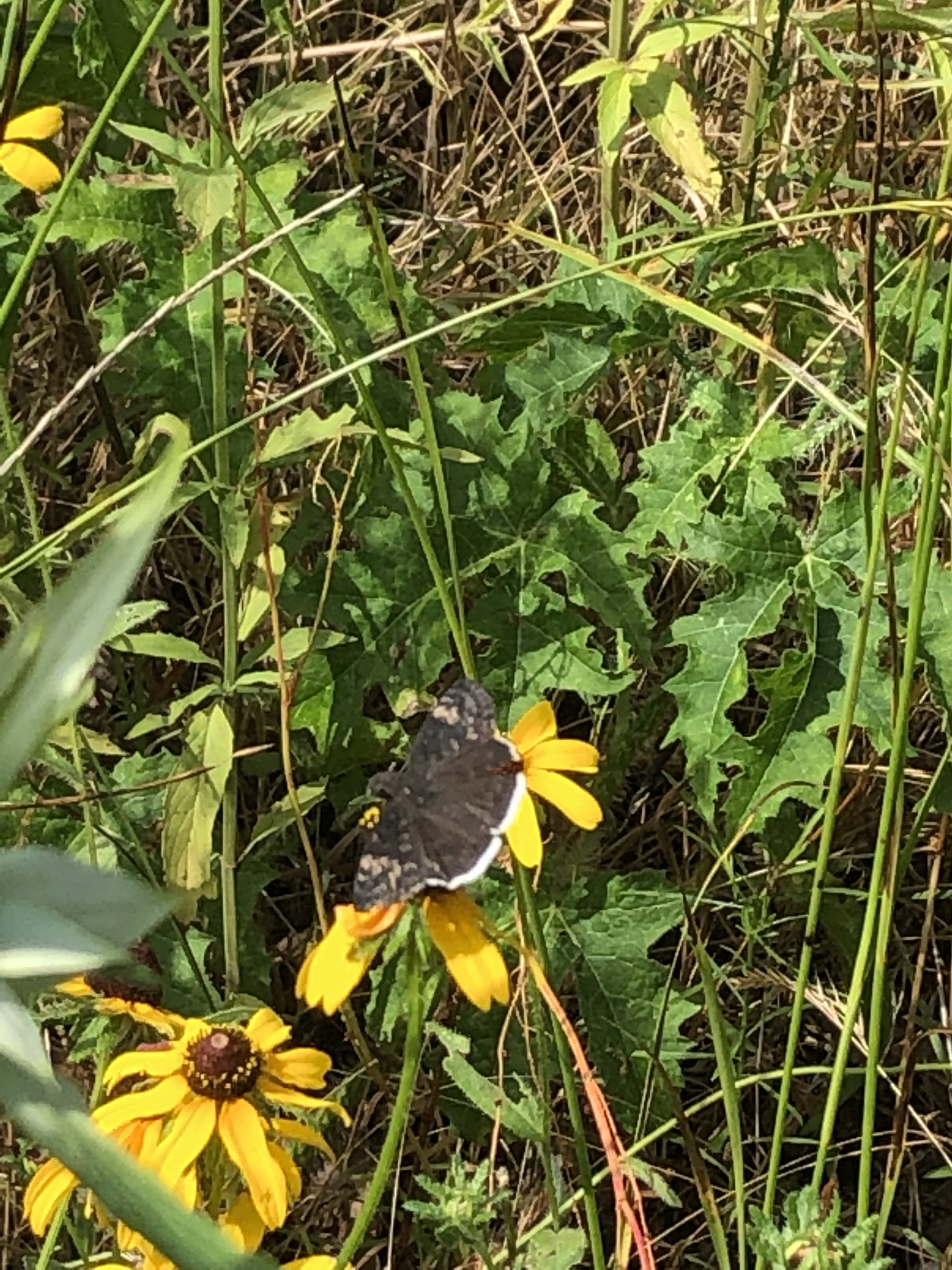 Funereal Duskywing type of butterfly in north texas