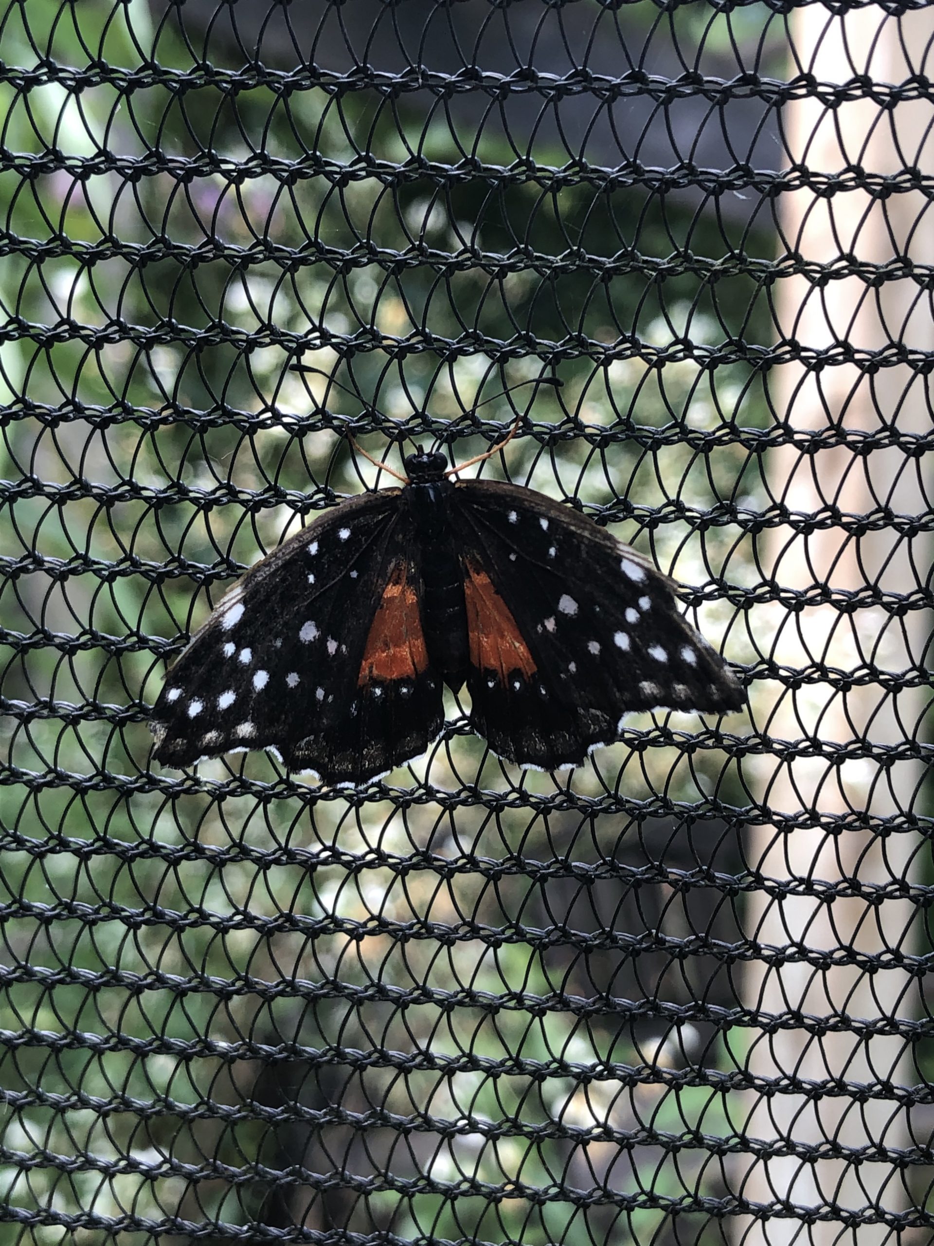 Crimson patch butterfly