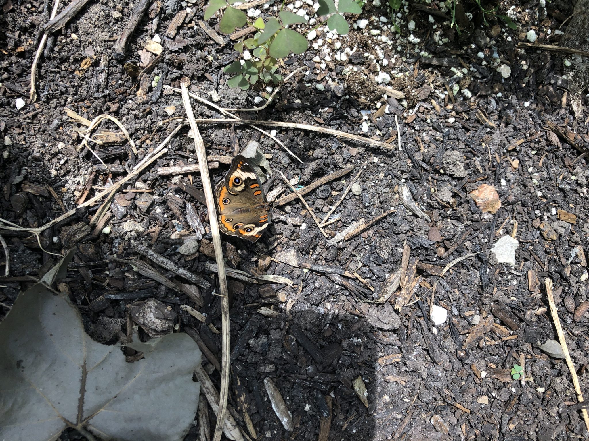 Butterfly Gardens to Visit - North Texas Butterfly Gardens