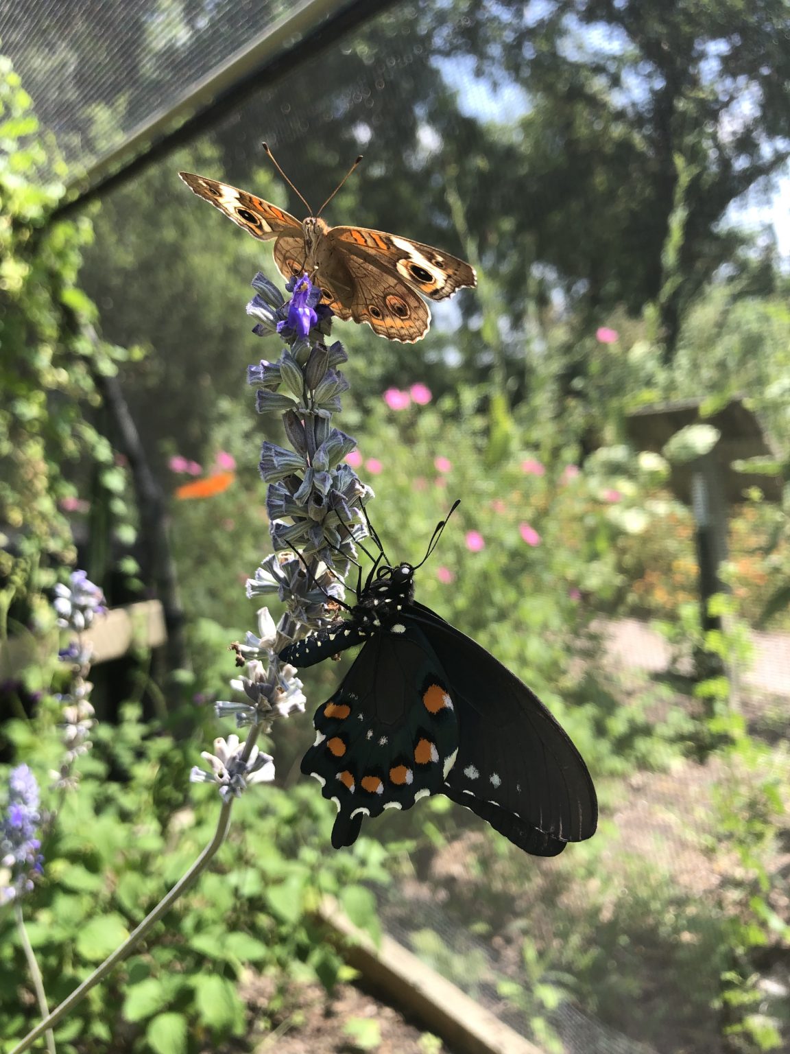Home North Texas Butterfly Gardens