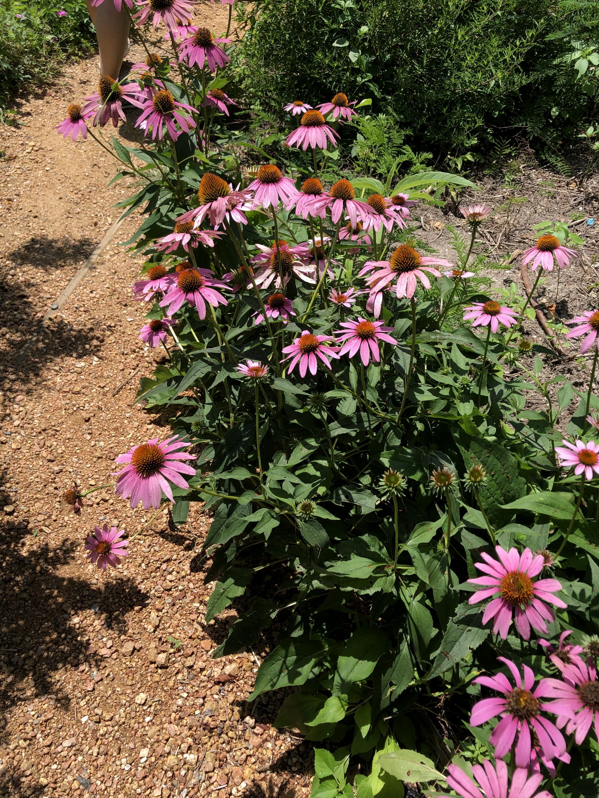 coneflowers for butterfly garden inspiration