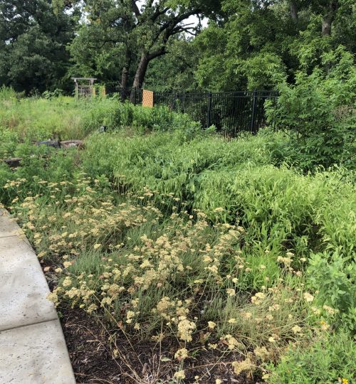 butterfly garden inspiration