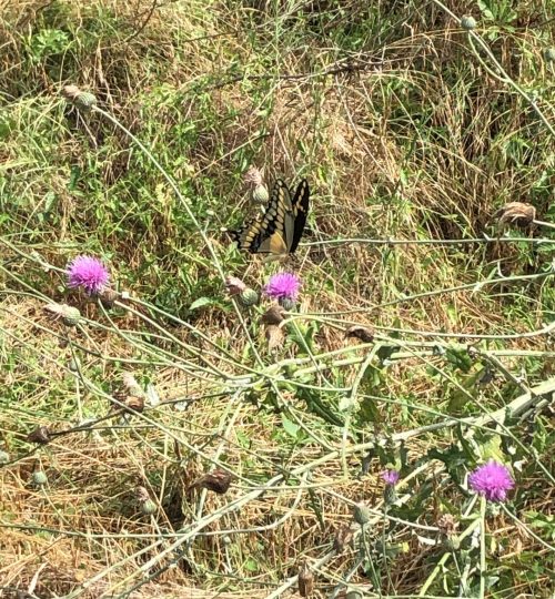 Tiger swallowtail