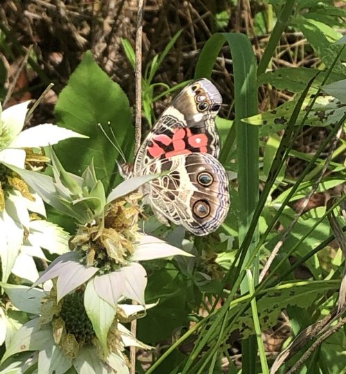 butterfly in natural butterfly garden