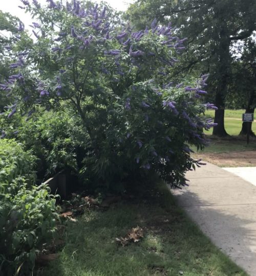 butterfly garden inspiration