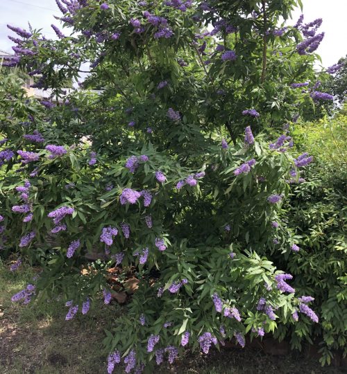creating a butterfly garden