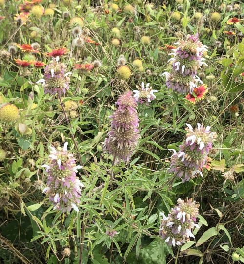 butterfly garden inspiration