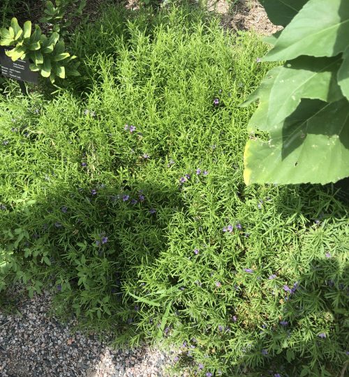 north texas butterfly garden