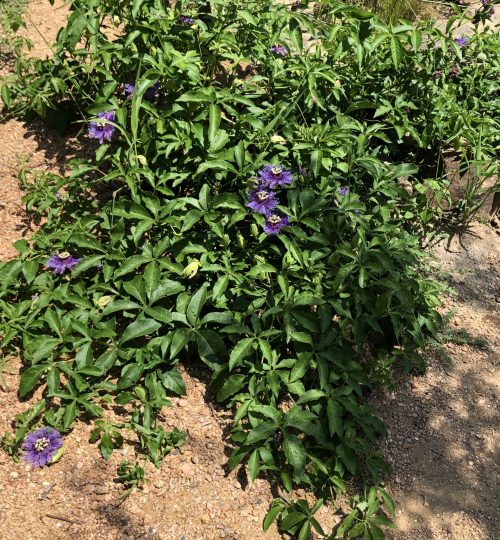 north texas butterfly garden