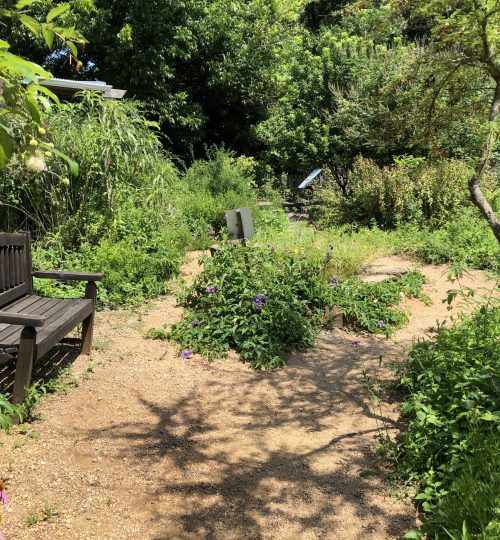 north texas butterfly garden