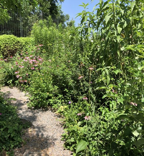 butterfly garden