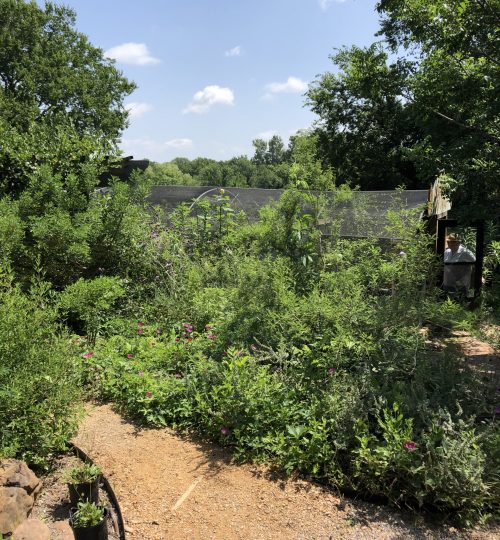butterfly garden inspiration
