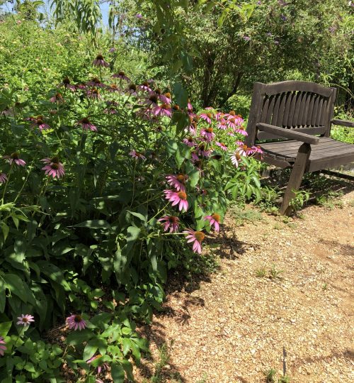Coneflower/echinacea