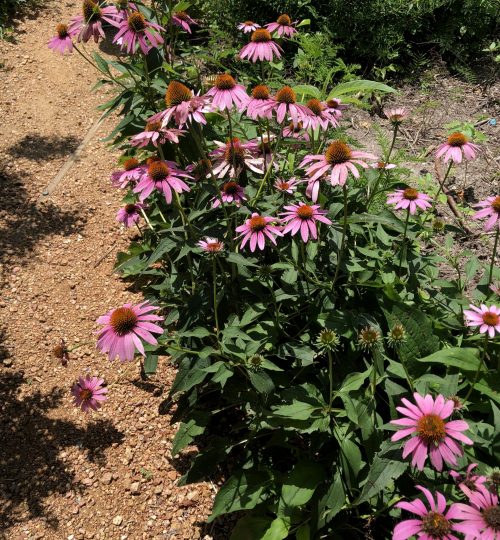 coneflowers for butterfly garden inspiration