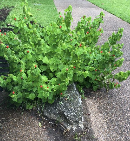 turk's cap for butterfly garden inspiration