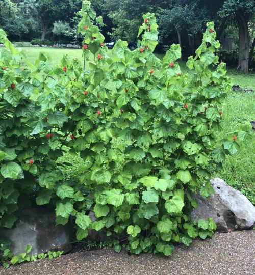 Turk's cap